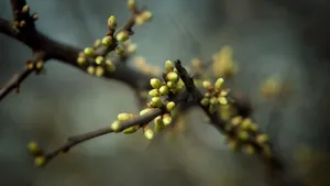Spring Buds With Shallow Focus Wallpaper