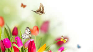 Spring Butterflies On Colorful Blooming Flowers Wallpaper