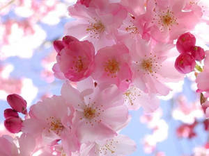 Spring Cherry Blossom Wallpaper