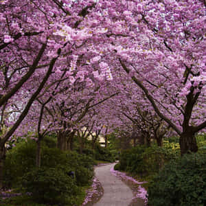 Spring Cherry Blossom Trees Ipad Wallpaper