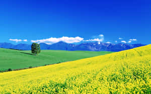 Spring Fields In Full Bloom Wallpaper