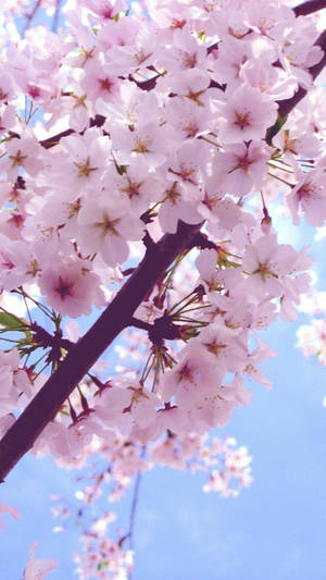 Spring Flower Japan Sakura Iphone Wallpaper