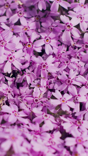 Spring Flower Moss Phlox Iphone Wallpaper