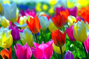 Spring Flowers Desktop Colorful Tulips Wallpaper