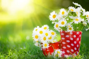 Spring Flowers Desktop Daisies Wallpaper