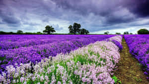 Spring Flowers Desktop Lavenders Wallpaper