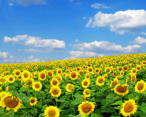 Spring Flowers Desktop Sunflowers Field Wallpaper