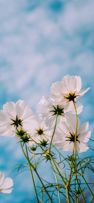 Spring Flowers Iphone 11 Pro Max Wallpaper