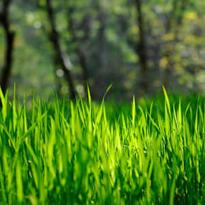 Spring Grass Ipad Wallpaper