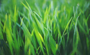 Spring Grass Wallpaper Wallpaper
