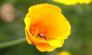 Spring Ladybugs Frolicking On Vibrant Green Leaves Wallpaper