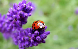 Spring Ladybugs On Vibrant Green Leaves Wallpaper