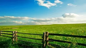 Spring Meadow Landscape Wallpaper