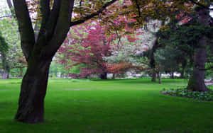 Spring Park Scenery Wallpaper