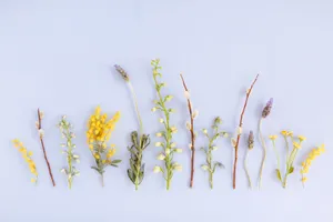 Spring Pastel: A Serene Landscape With Blooming Trees Wallpaper