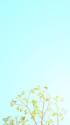 Spring Pastel Color Blossoms Wallpaper Wallpaper