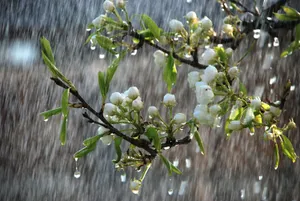 Spring Rain Showers On A Green Forest Path Wallpaper