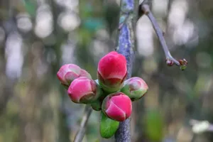 Spring Red Flower Buds Wallpaper