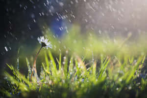 Spring Showers Over A Blossoming Field Wallpaper