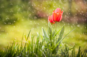 Spring Showers Refreshing Nature Wallpaper