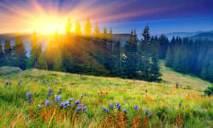 Spring Sunrise Over A Blossoming Meadow Wallpaper