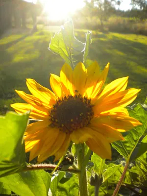 Spring Sunshine - A Beautiful Floral Landscape Wallpaper