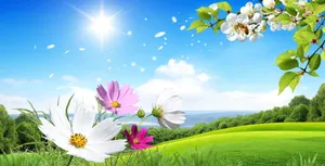 Spring Sunshine Bursting Through Trees Wallpaper