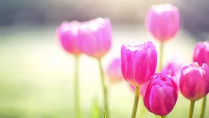 Spring Sunshine Over Blooming Flowers Wallpaper