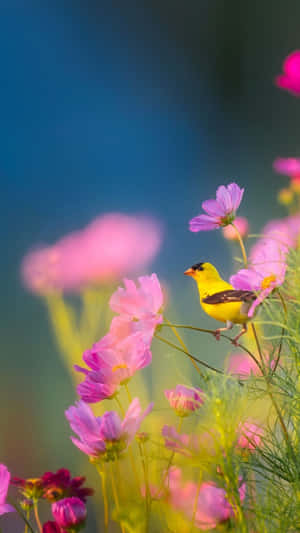 Springtime Bird Among Cosmos Flowers Wallpaper