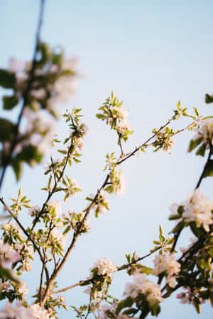 Springtime Blossoms Sky Backdrop Wallpaper