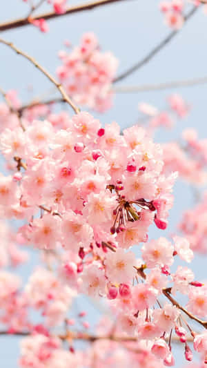 Springtime Cherry Blossoms.jpg Wallpaper