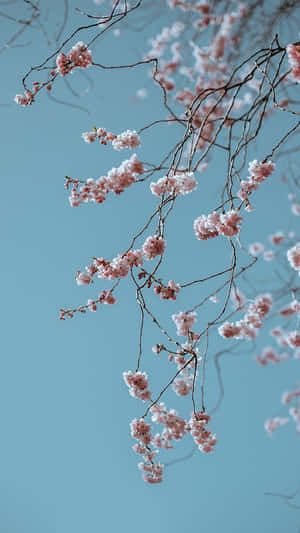 Springtime Cherry Blossoms Sky Wallpaper