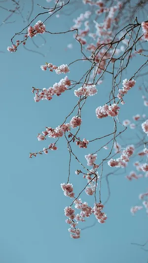 Springtime Cherry Blossoms Sky Wallpaper