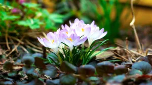 Springtime Crocus Flowers Blooming Wallpaper