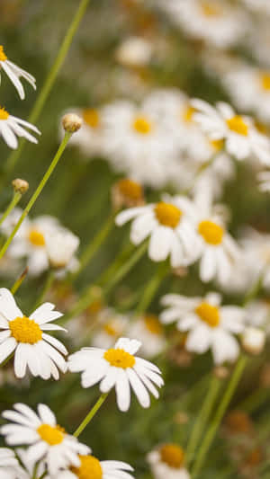 Springtime Daisy Freshness.jpg Wallpaper