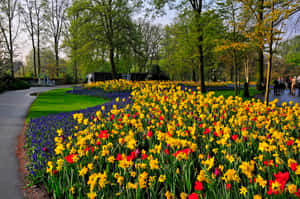 Springtime Floral Path Breda Park Wallpaper