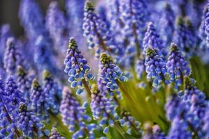 Springtime Hyacinth Flowers Wallpaper