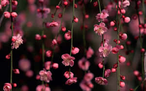 Springtime In Japan Featuring The Stunning Beauty Of Pink Cherry Blossom Trees. Wallpaper