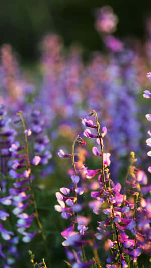 Springtime Lupine Field Sunset Wallpaper