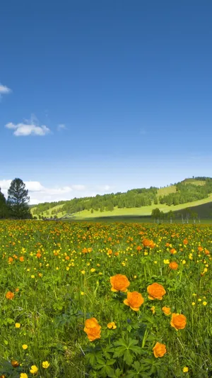 Springtime Meadow Blooms.jpg Wallpaper
