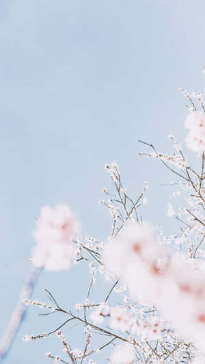 Springtime Serenity Sky Wallpaper