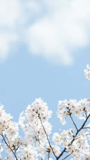 Springtime Sky Cherry Blossoms Wallpaper