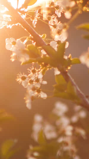 Springtime Sunlit Blossoms Wallpaper