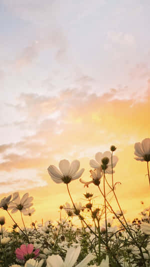 Springtime Sunset Floral Sky Wallpaper