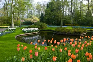 Springtime Tulip Garden Pond Scenery Wallpaper
