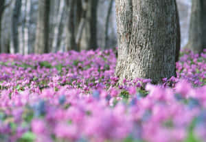 Springtime Wildflower Bloom Forest Wallpaper