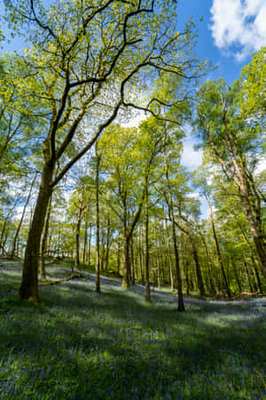 Springtime Woodland Bluebells Wallpaper