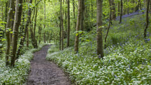 Springtime Woodland Path Wallpaper