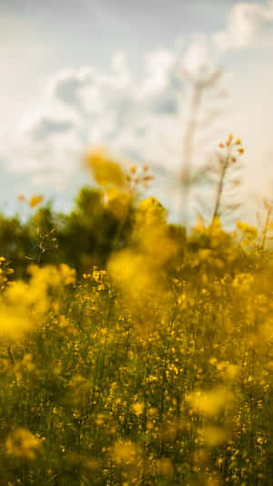 Springtime_ Yellow_ Flowers_ Field_ Minimalist.jpg Wallpaper