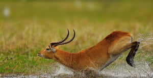 Sprinting Waterbuckin Wet Grasslands.jpg Wallpaper